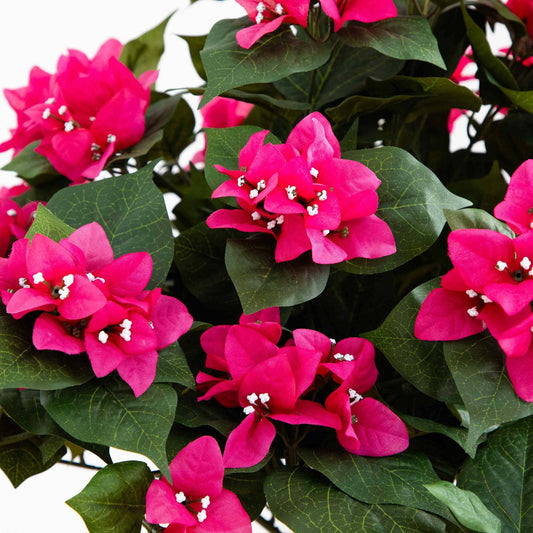 34" Bougainvillea Topiary w/Wood Box - Tampa Home & Garden Store
