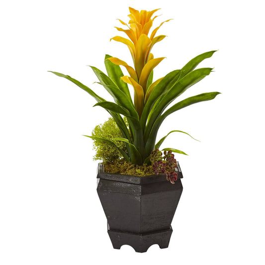 Bromeliad in Black Hexagon Planter - Tampa Home & Garden Store