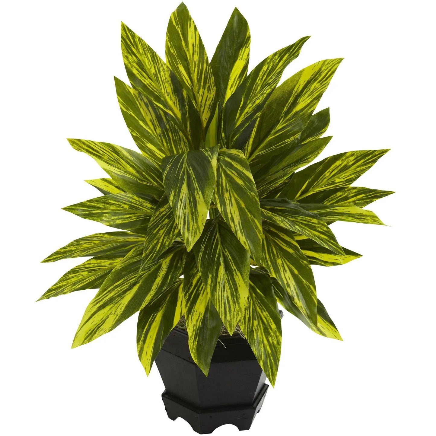 Ginger Plant in black hexagonal planter with variegated yellow-green foliage Nearly Natural on Tampa Home & Garden Store