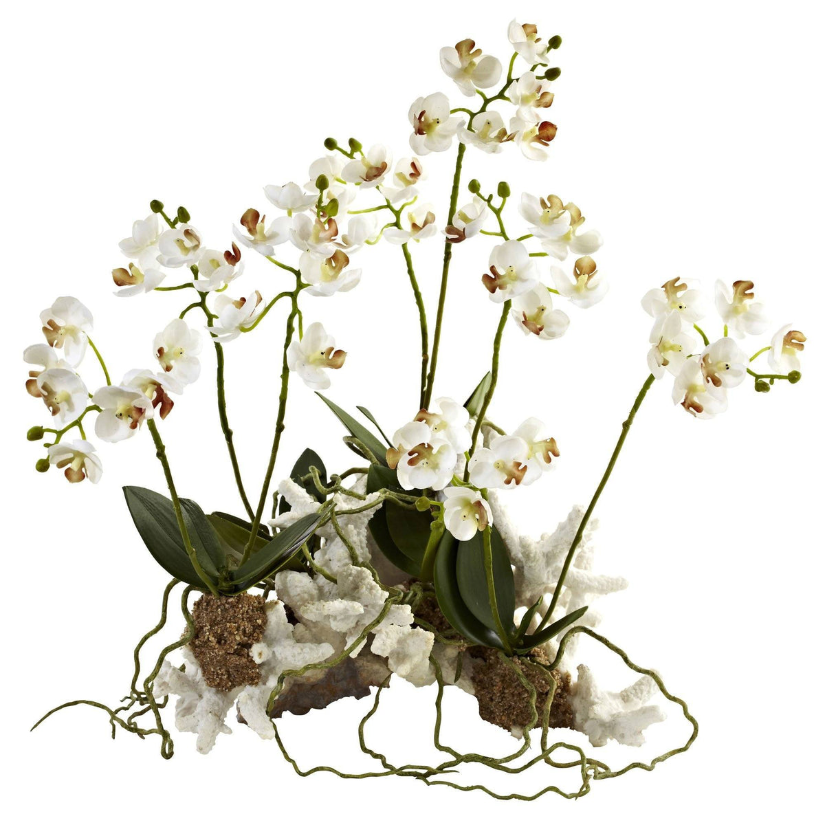 Mini Phalaenopsis orchid arrangement on coral base with white blooms and green stems on Tampa Home & Garden Store
