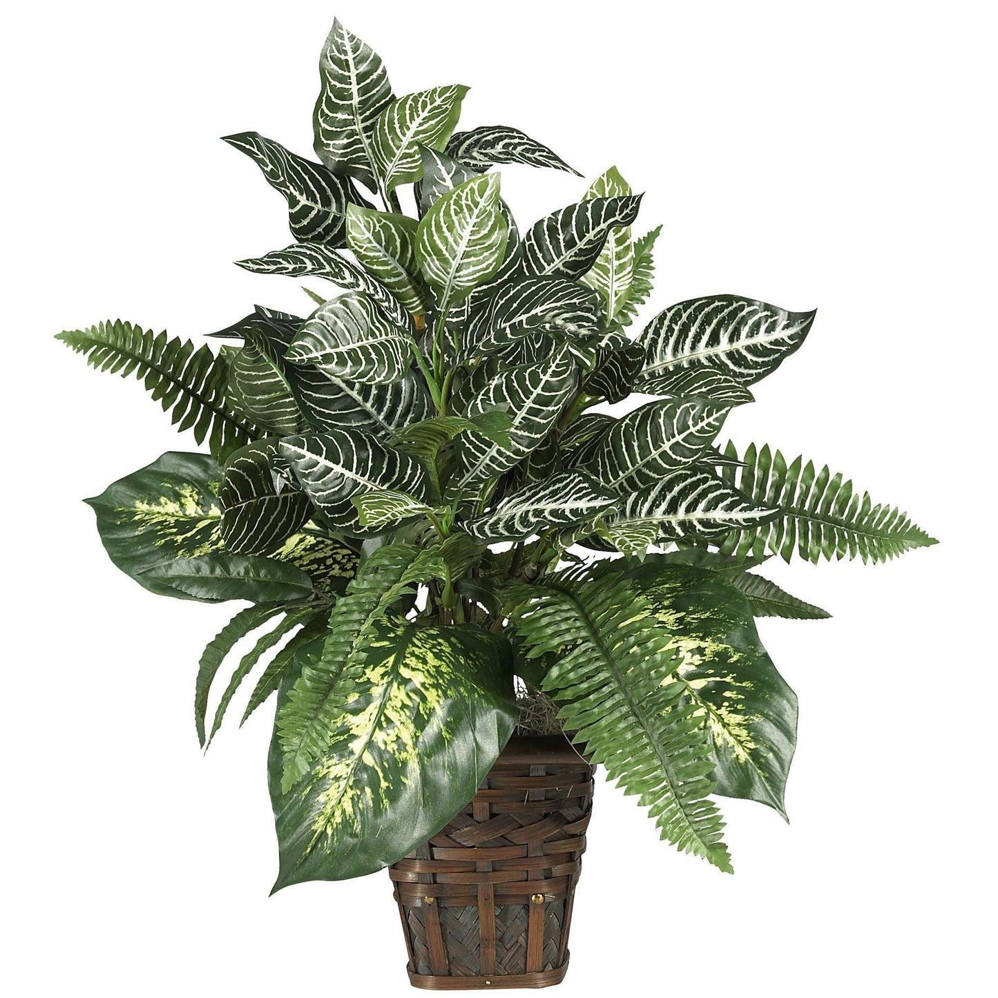 Zebra plant with mixed green leaves and white veining in a woven wicker basket on Tampa Home & Garden Store