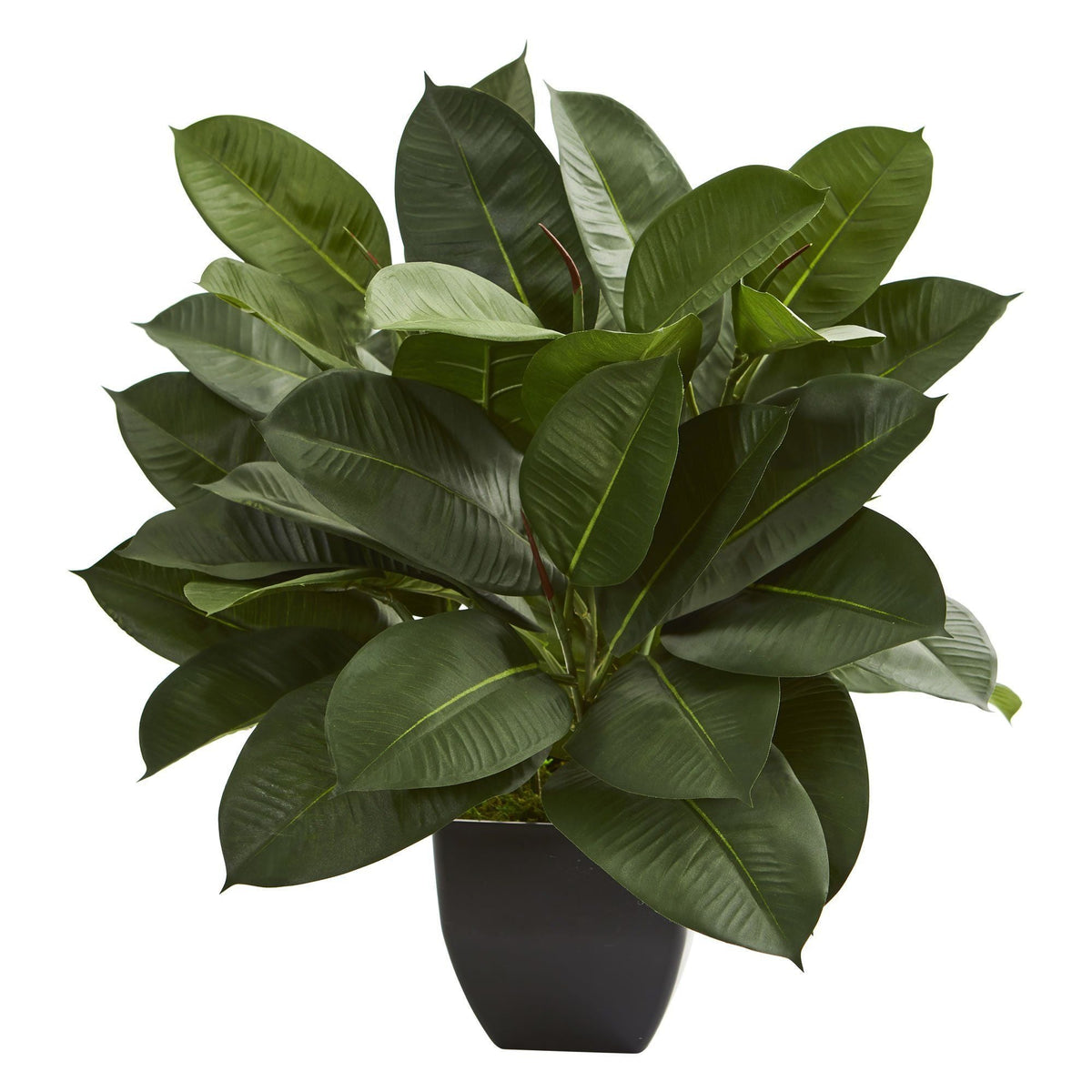 Oak Ficus artificial plant with glossy dark green leaves in a black pot on Tampa Home & Garden Store