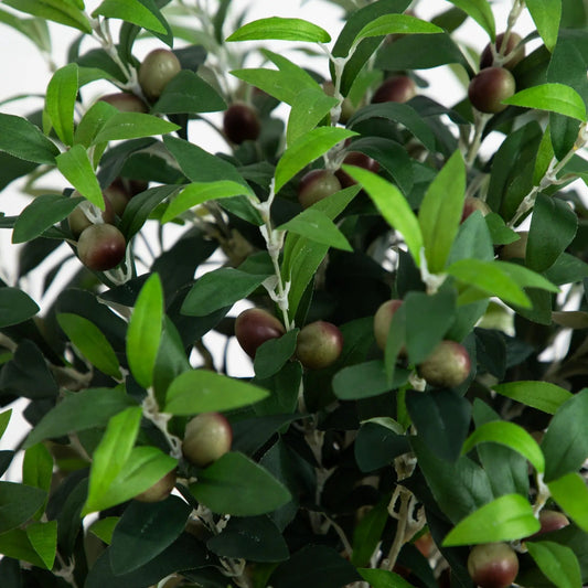 Olive Topiary Tree with green leaves and brown olives on Tampa Home & Garden Store