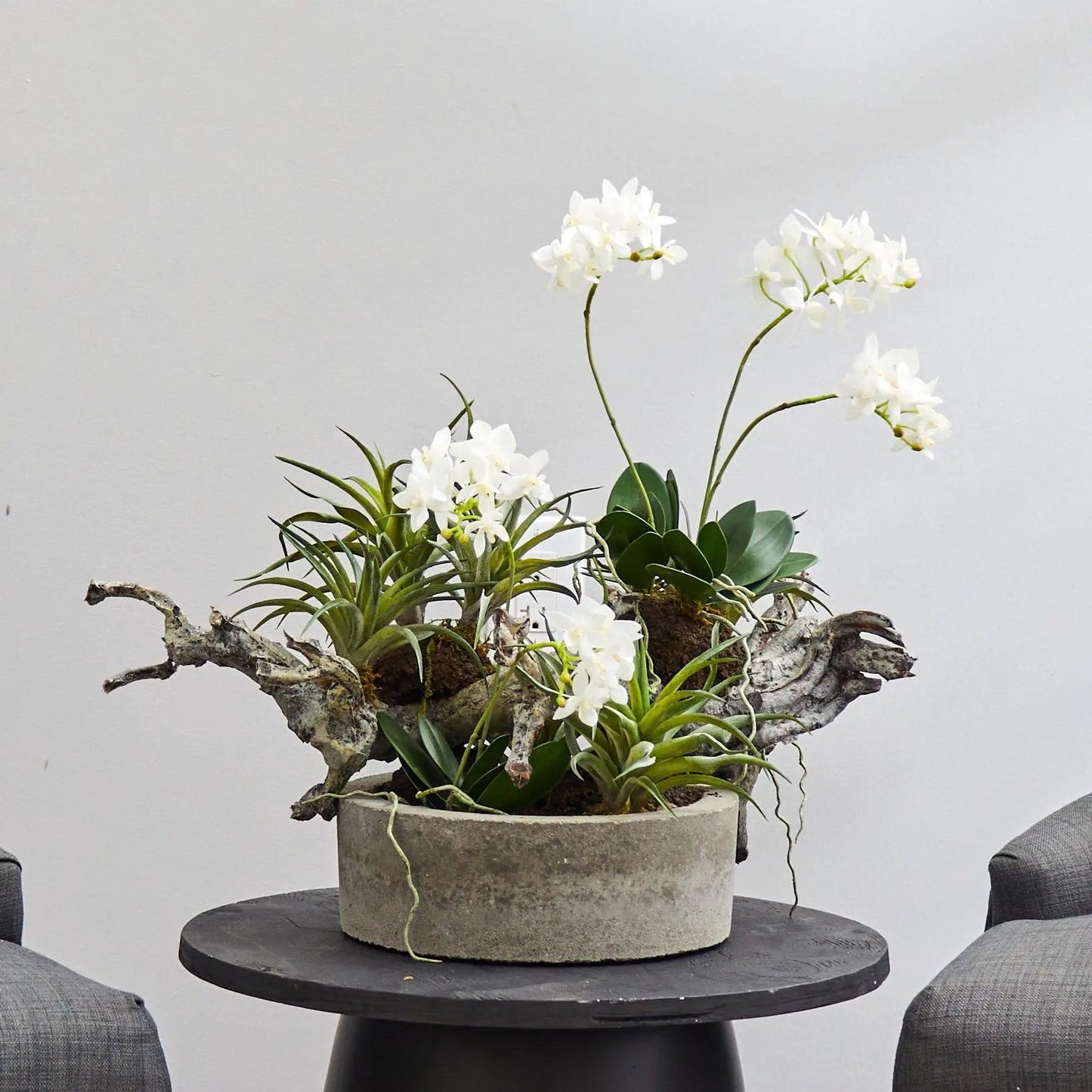 Orchid and succulent garden in driftwood vase with white orchids and succulents in concrete pot on Tampa Home & Garden Store