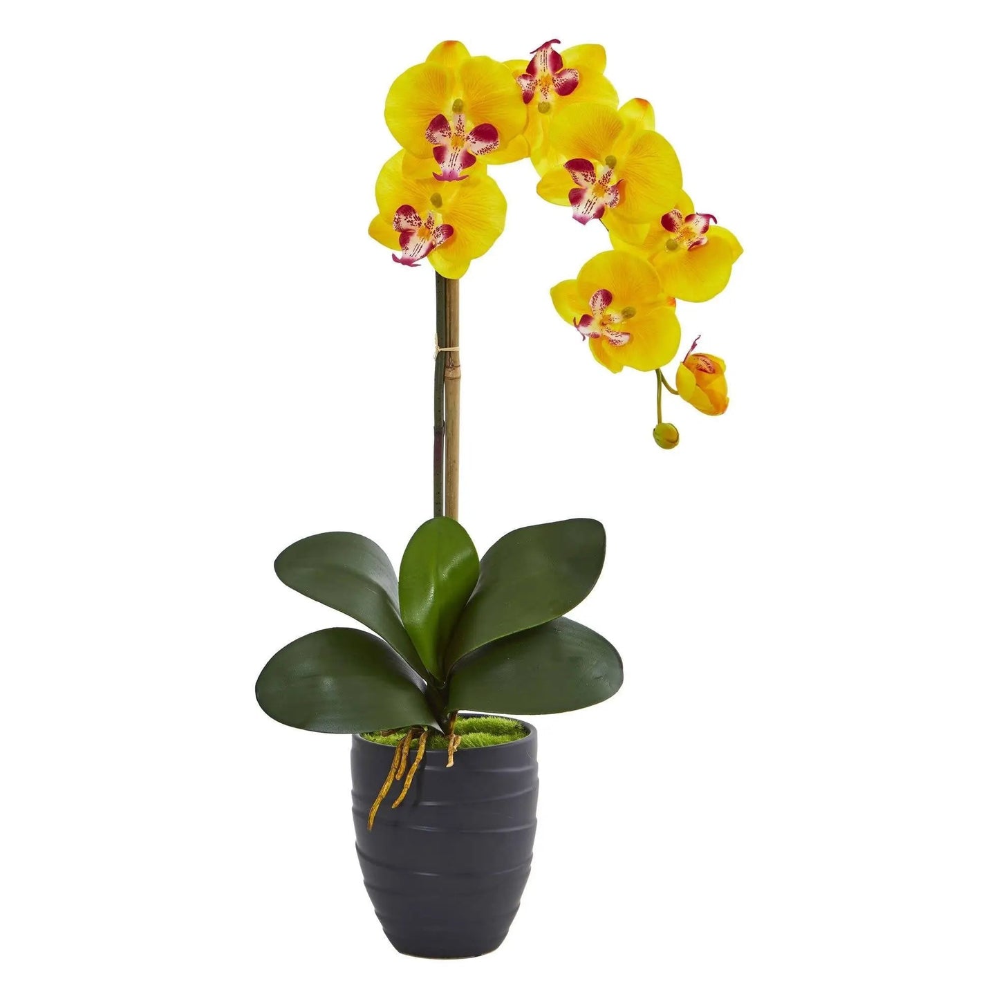 Phalaenopsis orchid in black ceramic vase with yellow blooms and purple centers Nearly Natural on Tampa Home & Garden Store