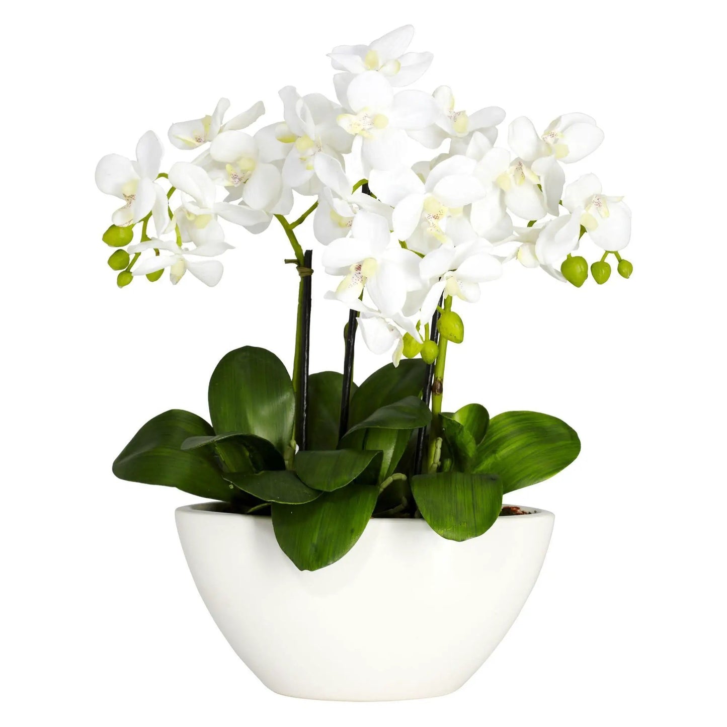 Sunny Phalaenopsis Arrangement with Green Base featuring white orchid blooms in a white ceramic pot on Tampa Home & Garden Store