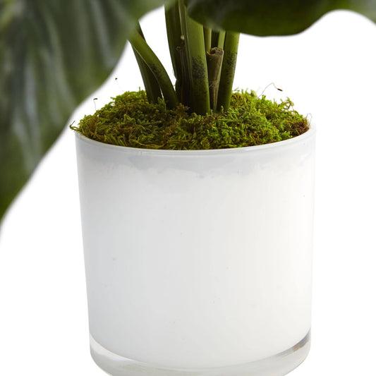 Spathifyllum in Glossy Glass Planter - Tampa Home & Garden Store