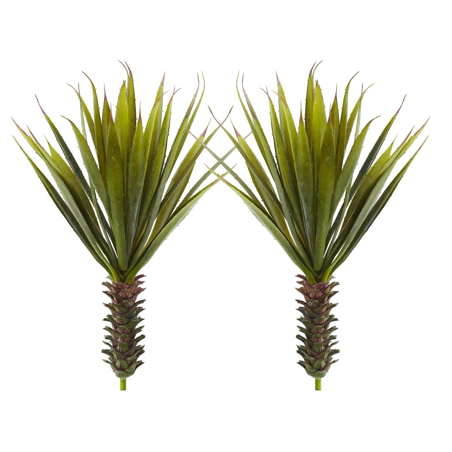 Planta Suculenta de Agave Espinoso (Juego de 2)