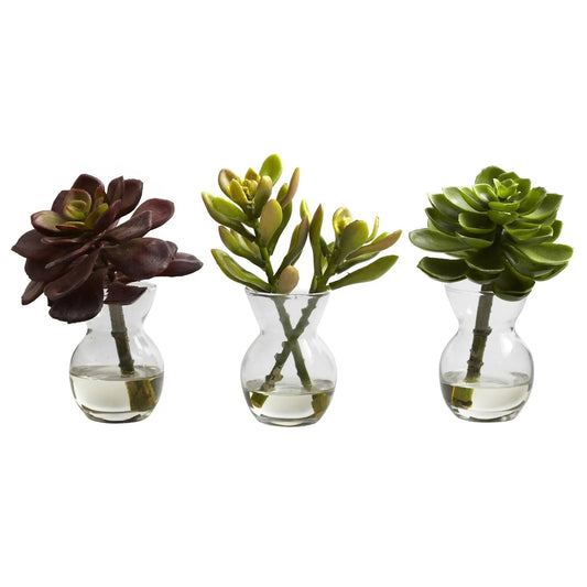 Three succulent arrangements in glass vases with water burgundy lime and green hues on Tampa Home & Garden Store