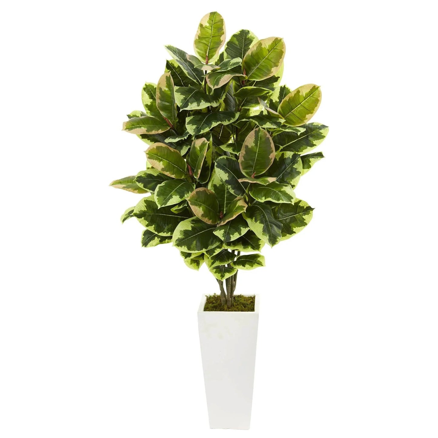 Variegated rubber leaf plant in white tower vase with moss base, Nearly Natural foliage on Tampa Home & Garden Store