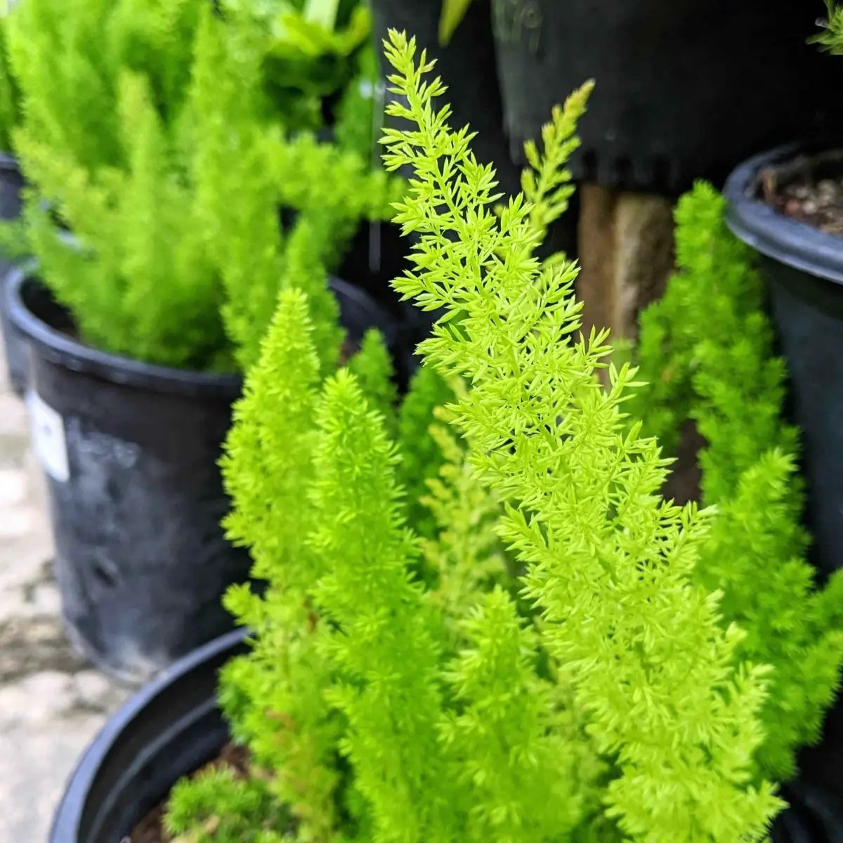 Asparagus Meyeri Foxtail Fern seeds with bright lime-green feathery foliage houseplants on Tampa Home & Garden Store