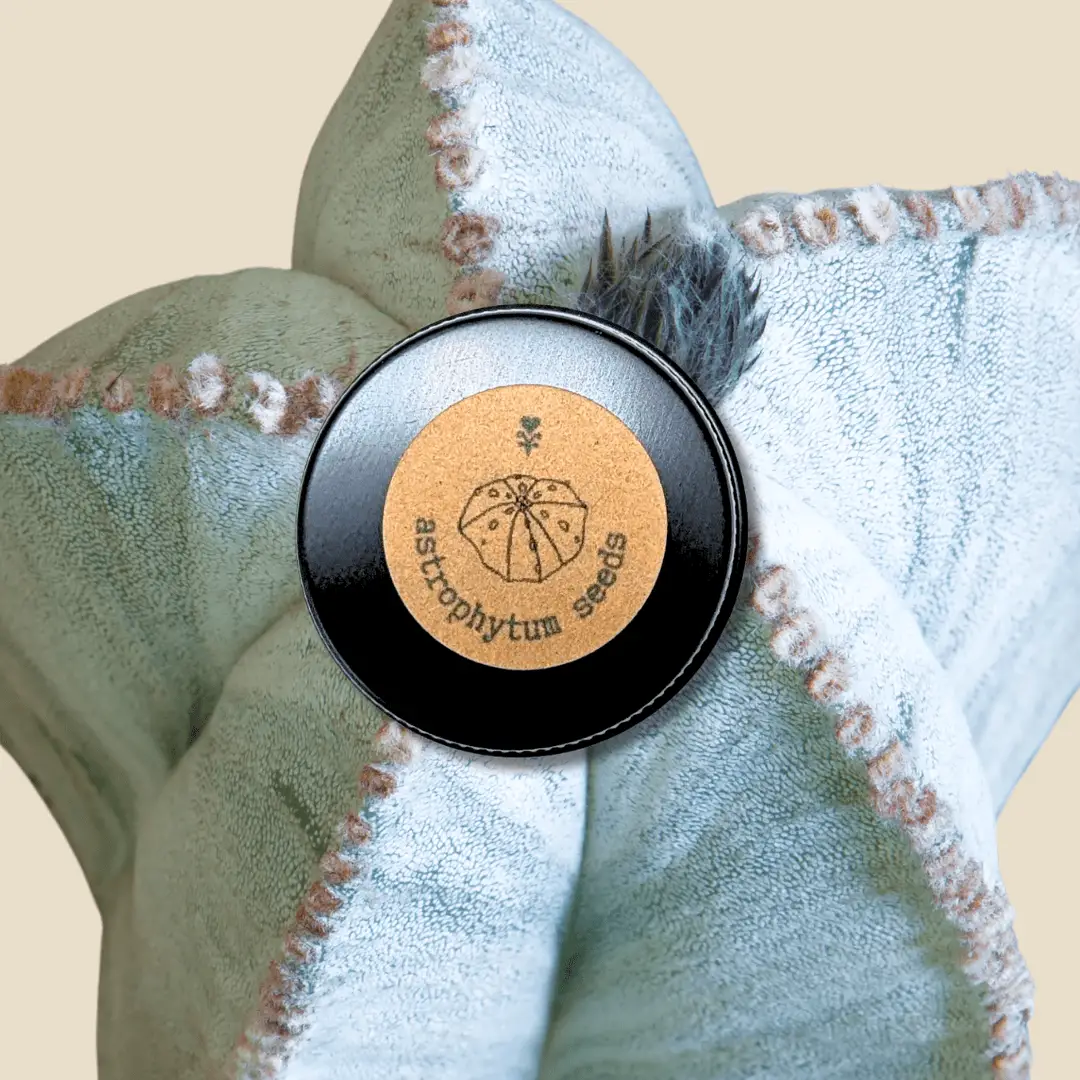 Astrophytum Mix Star Cactus Seeds tan seed tin label on a blue-green star cactus background on Tampa Home & Garden Store