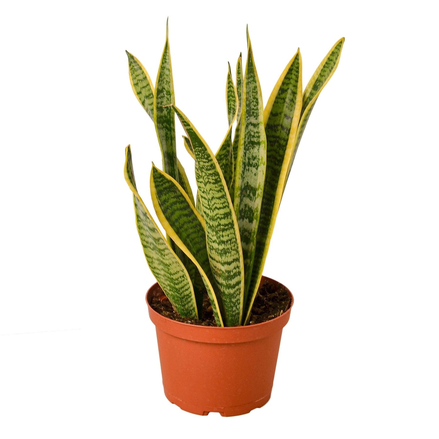 Snake Plant Laurentii in a 6-inch terracotta nursery pot with variegated leaves edged in yellow on Tampa Home & Garden Store
