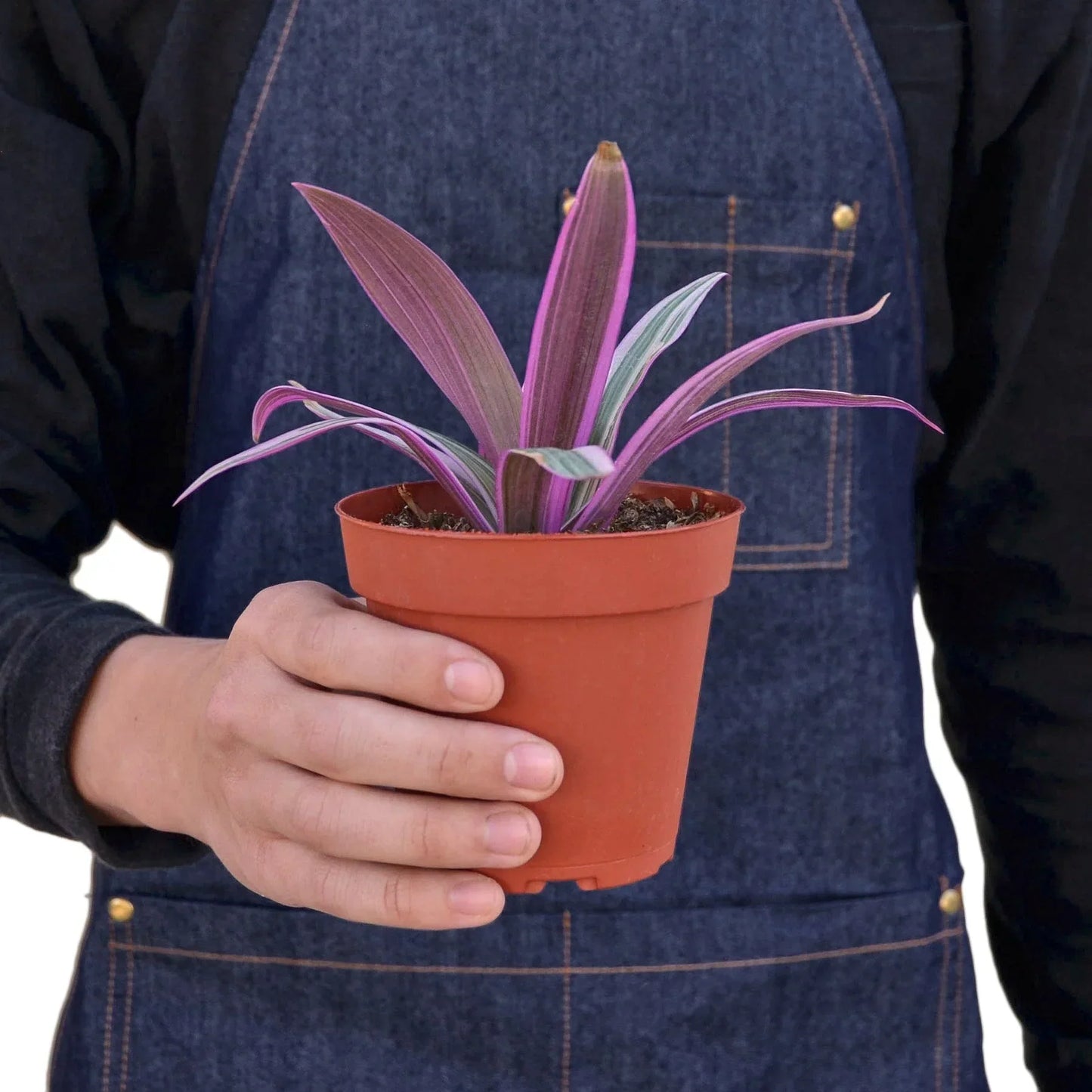 Oyster Plant Moses in the Cradle with purple-pink leaves in a small terracotta pot on Tampa Home & Garden Store