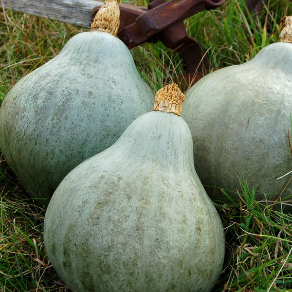 Baby Blue Hubbard winter squash fruits, pale blue-green skin, Seedtime Store seeds, 3 shown on Tampa Home & Garden Store