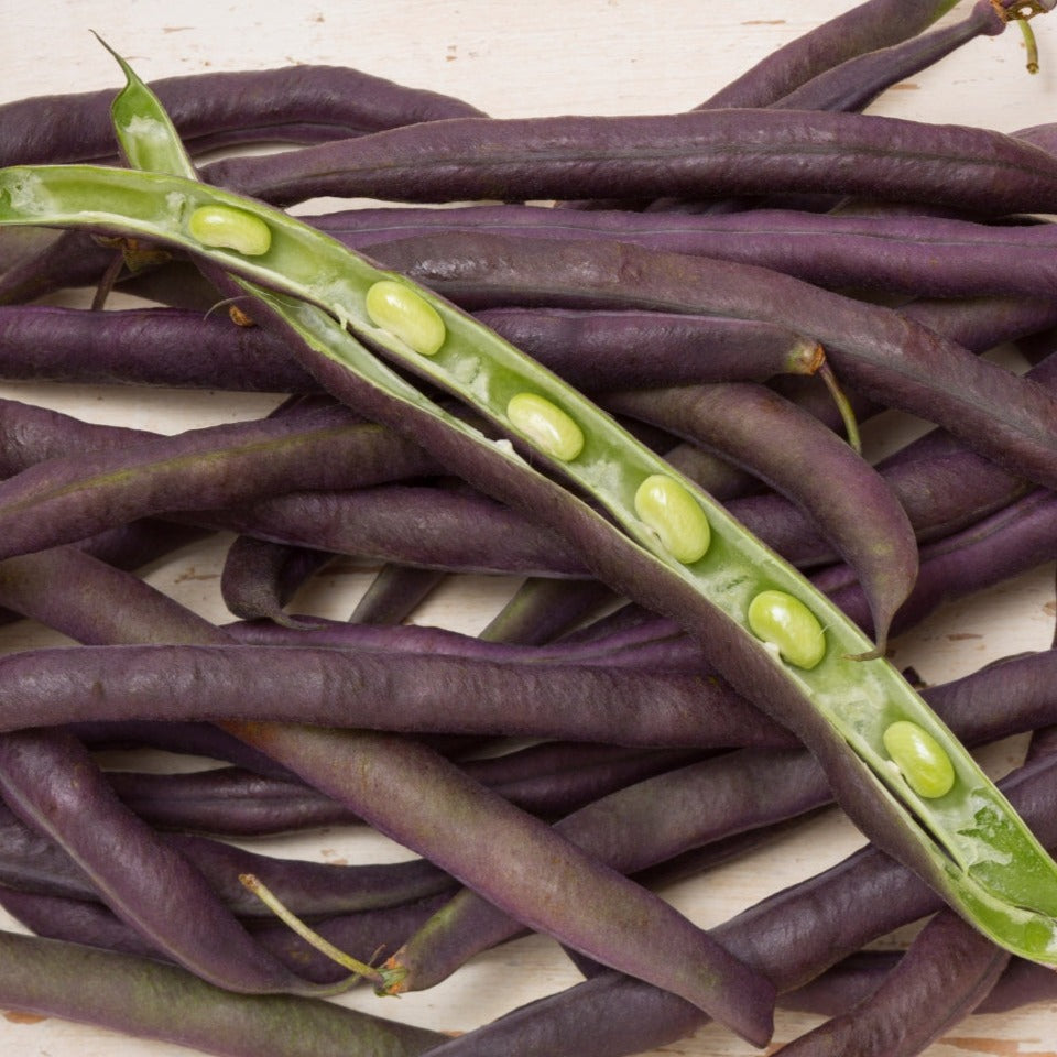 Purple podded pole bean seeds Seedtime Store; opened pod reveals bright green seeds on Tampa Home & Garden Store
