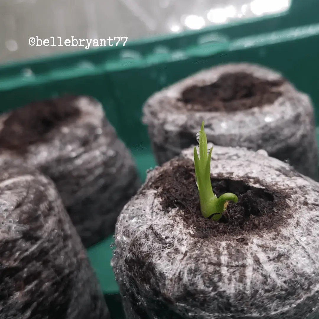Beaucarnea Recurvata Ponytail Palm Seeds seedling in a peat pot on Tampa Home & Garden Store