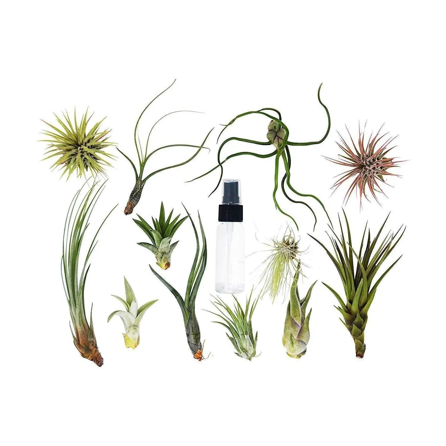 Tillandsia air plants 2-pack with spray bottle, assorted green varieties on Tampa Home & Garden Store