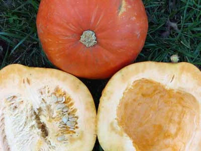 Big Max Pumpkin seeds orange pumpkins with cut halves and exposed seeds on Tampa Home & Garden Store