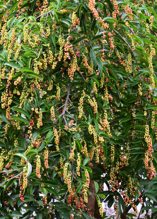 Bignay Tree with hanging clusters of berries on green leaves Sow Exotic tropical fruit tree on Tampa Home & Garden Store