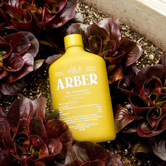 ARBER Bio Insecticide yellow bottle for organic pest control red lettuce in garden bed on Tampa Home & Garden Store
