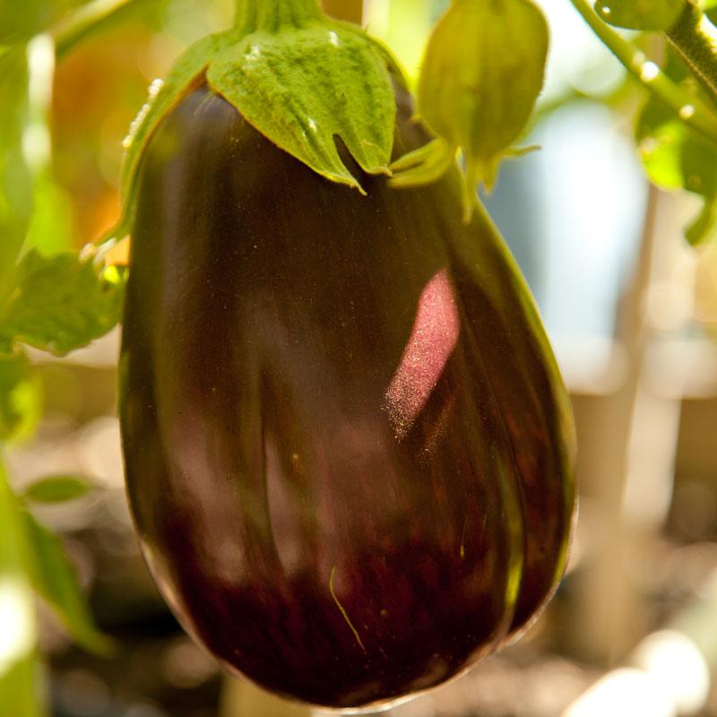 Black Beauty eggplant on plant with glossy purple skin and green calyx Grow Organic seeds on Tampa Home & Garden Store