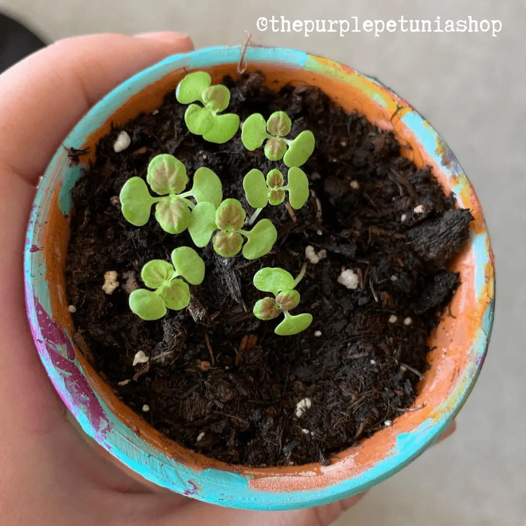 Black Dragon Coleus Seeds seedlings with green round leaves in a colorful painted pot on Tampa Home & Garden Store