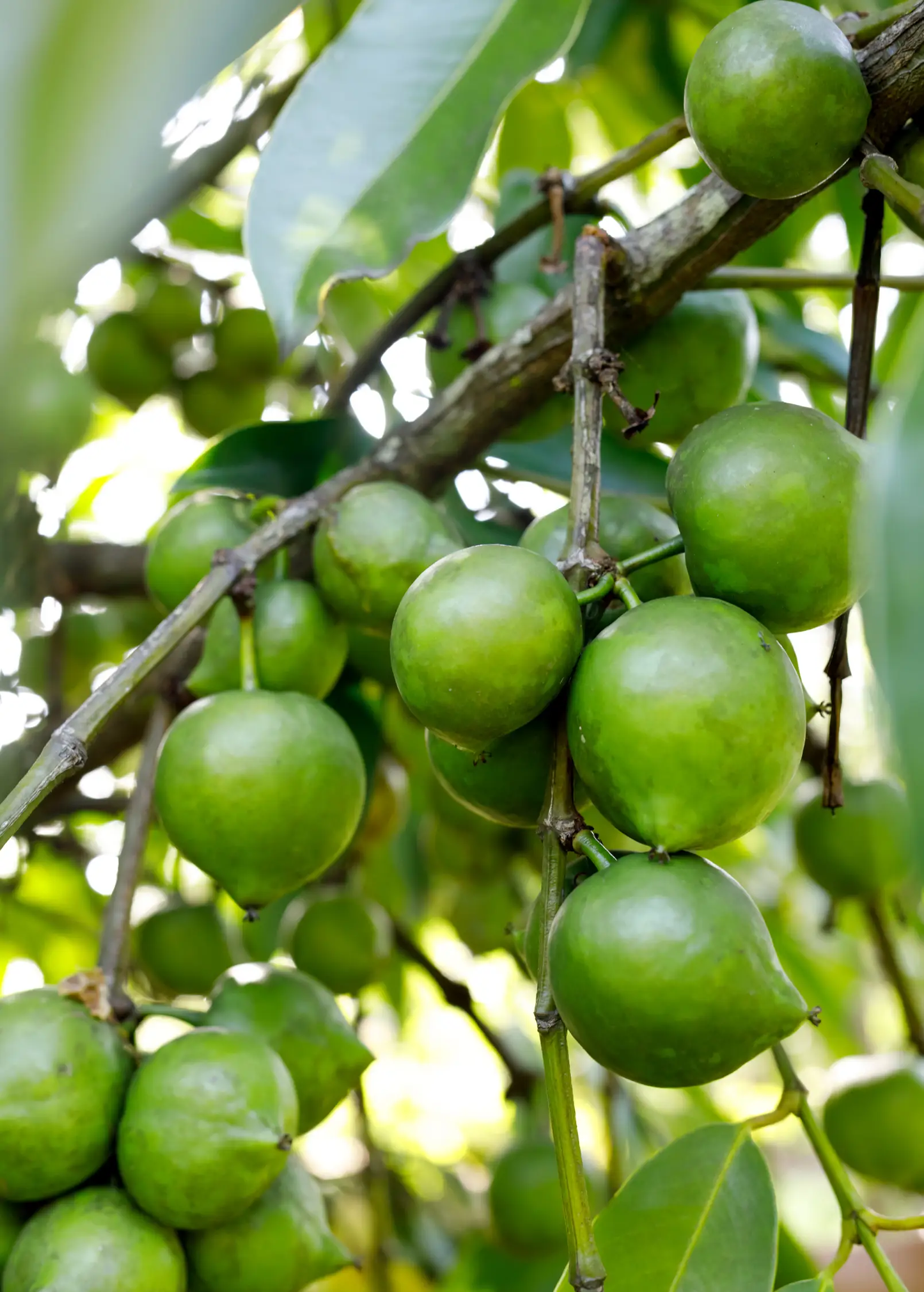 Black Sapote ‘Reineke’ (Diospyros nigra) - Tampa Home & Garden Store