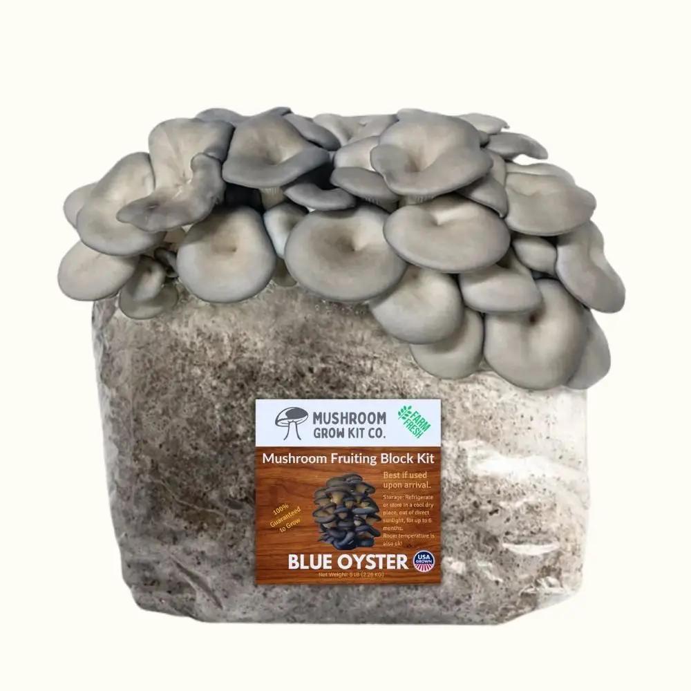 Blue Oyster mushroom fruiting block kit by Mushroom Grow Kit Co. blue oyster cluster on Tampa Home & Garden Store