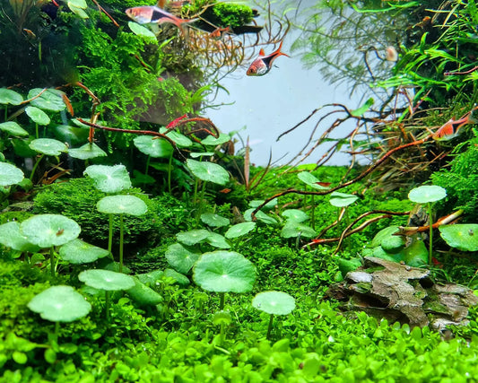 Hydrocotyle leucocephala (5+ pousses de ~2-3 feuilles chacune)