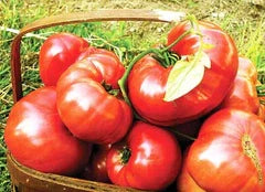 Brandywine (Sudduth Strain) tomato fruits in a wicker basket, bright red and glossy on Tampa Home & Garden Store