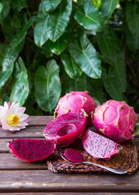 Dragon Fruit Plant, Red 'Tricia' (Hylocereus polyrhizus)