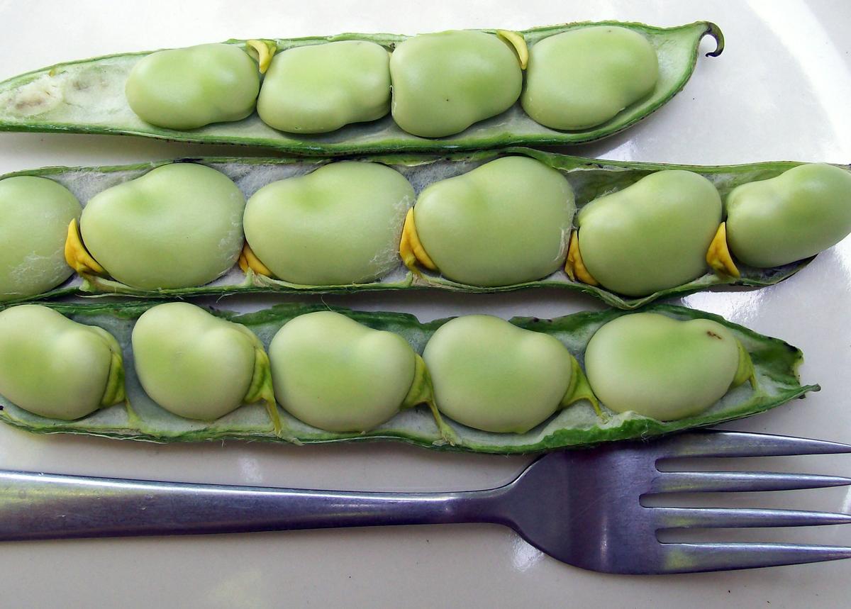 Broad Windsor bean seeds in fresh green pods Seedtime Store on Tampa Home & Garden Store