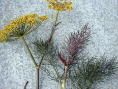 Fennel Seeds Bronze Fennel stems with yellow flowering umbels and feathery green foliage on Tampa Home & Garden Store