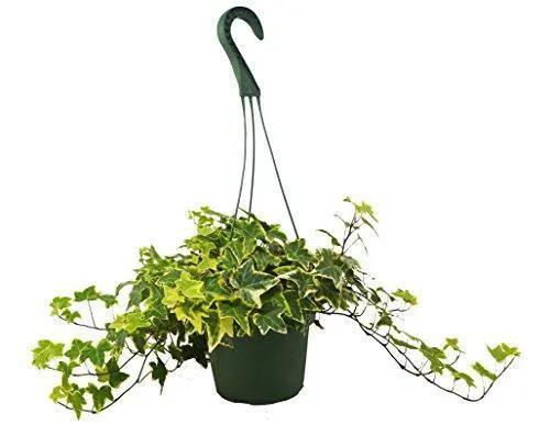 Hedera Helix Gold Child ivy in a hanging basket with variegated green-yellow leaves on Tampa Home & Garden Store