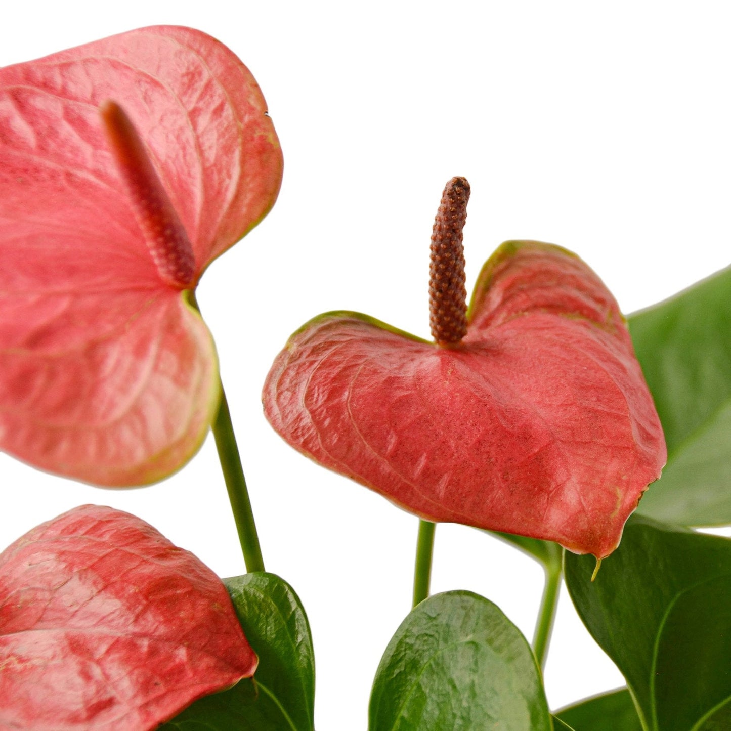 Anthurium Pink indoor plant with 4 pink blooms, Rooted Treasures Farms on Tampa Home & Garden Store