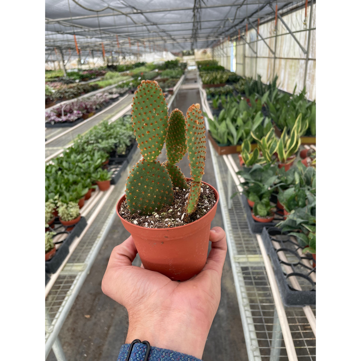 Opuntia Microdasys Bunny Ear Cactus green paddles with orange spines in pot House Plant Shop on Tampa Home & Garden Store
