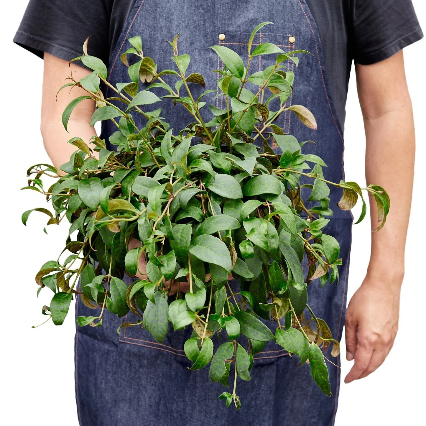 Lipstick Black Pagoda 4in plant by Rooted Treasures Farms with glossy green leaves on Tampa Home & Garden Store