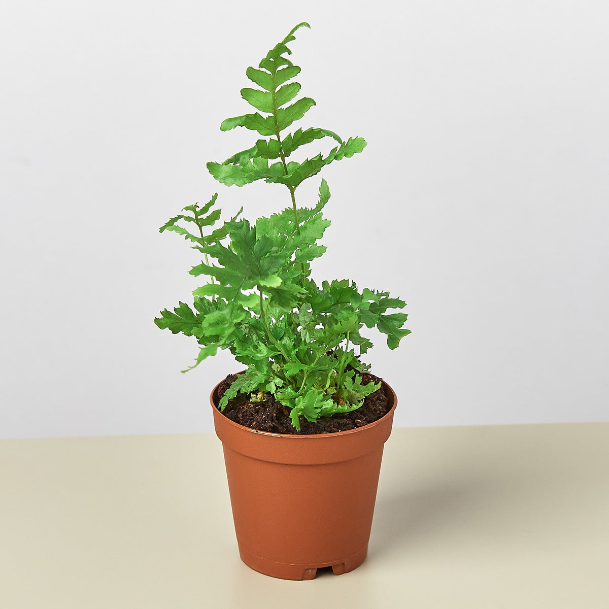 Autumn Fern indoor plant in terracotta pot with bright green fronds House Plant Shop on Tampa Home & Garden Store