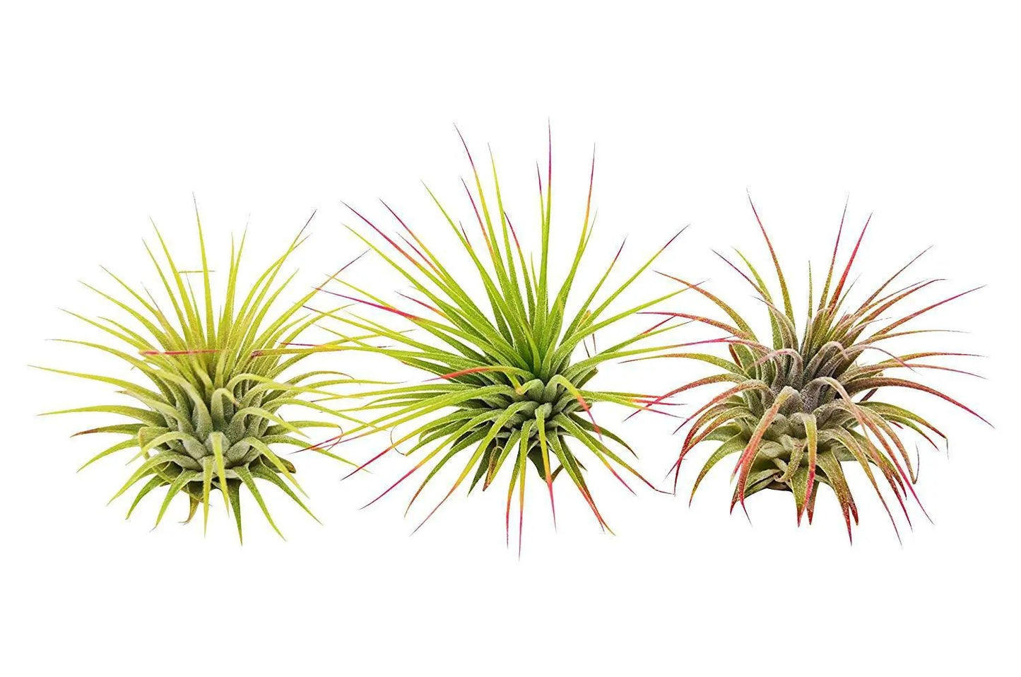 Three Ionantha Guatemala air plants with spiky green leaves and red-tinged tips on Tampa Home & Garden Store