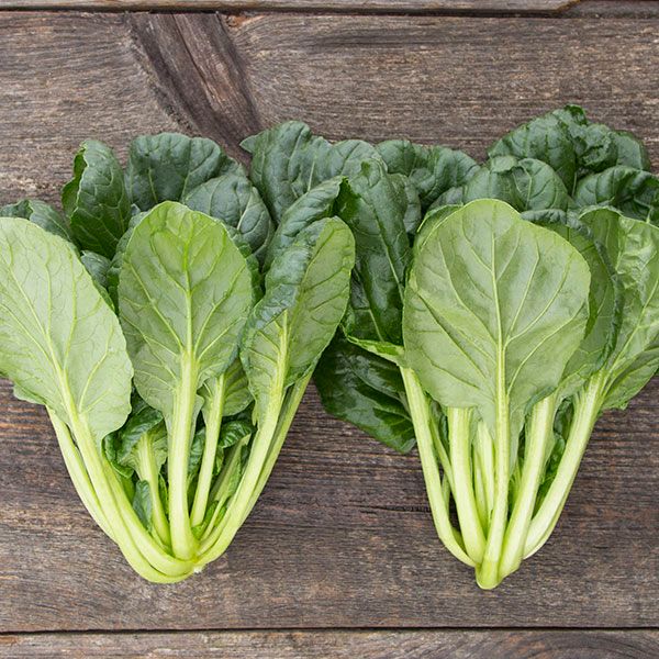 Tat Soi Asian greens two bundles leafy greens pale green stems Seedtime Store on Tampa Home & Garden Store
