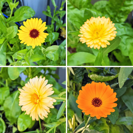 Calendula Grow Kit Heirloom Seeds 4 vibrant yellow to orange blooms with green foliage Plantflix on Tampa Home & Garden Store