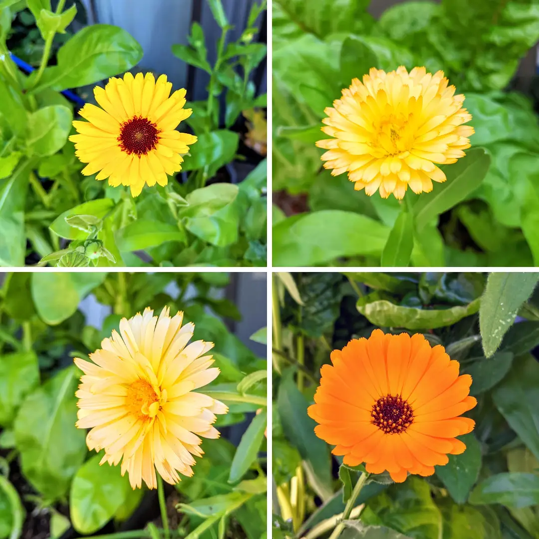 Calendula seeds collage with four blooms in yellow to orange on green foliage on Tampa Home & Garden Store