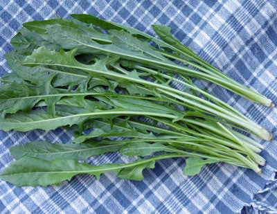 Chicory Catalogna Greens leafy greens with long pale green stems Seedtime Store on Tampa Home & Garden Store