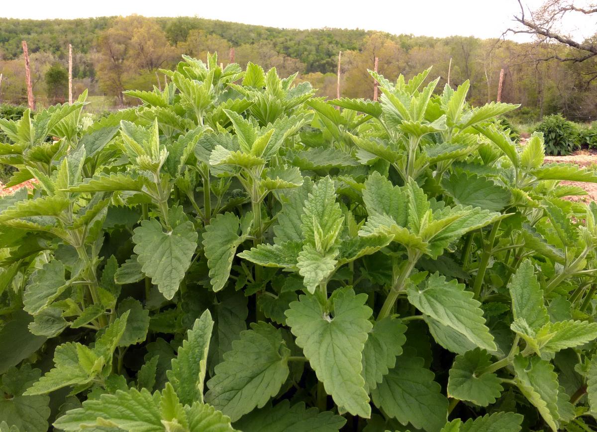 Catnip seeds in lush green plants with serrated leaves in a field on Tampa Home & Garden Store