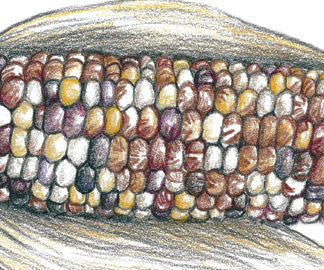 Cherokee Long Ear Small Corn cob with multicolored kernels Seedtime Store on Tampa Home & Garden Store