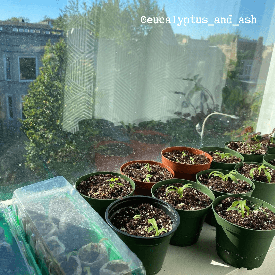 Chlorophytum Amaniense Fire Flash seeds sprouting in several green seedling pots on a windowsill on Tampa Home & Garden Store