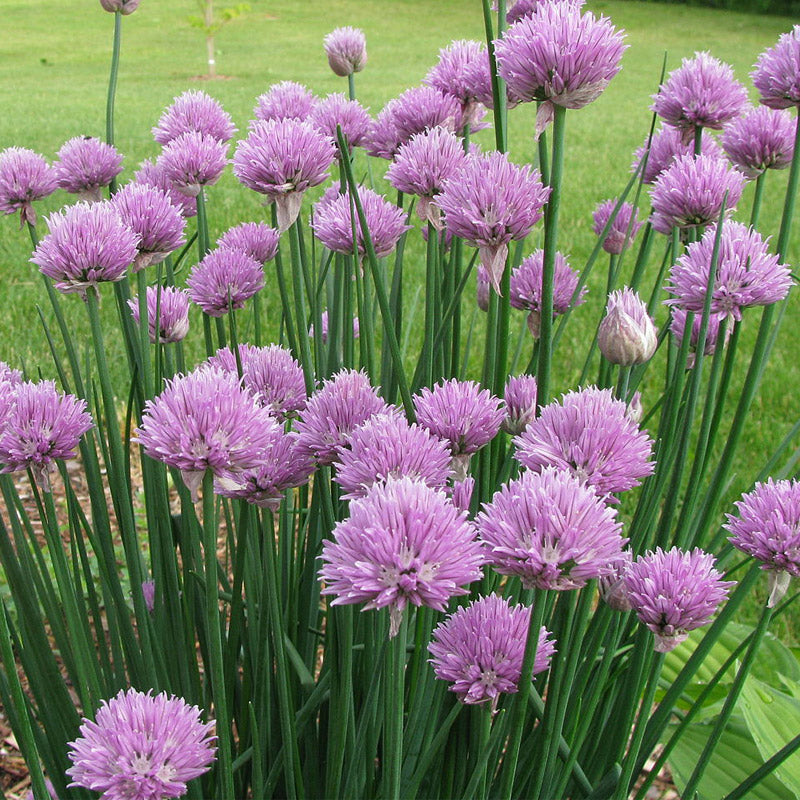 Common Chives seeds with purple flower heads and tall green stems in a garden on Tampa Home & Garden Store