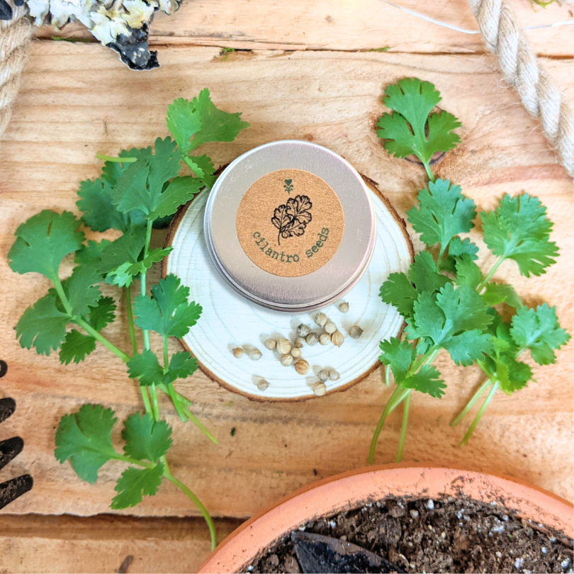 Organic cilantro seeds tin by Plantflix with cilantro sprigs on a wooden surface on Tampa Home & Garden Store