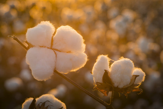 Raw cotton stuffing/batting, all natural white cotton bolls on sunlit stem on Tampa Home & Garden Store